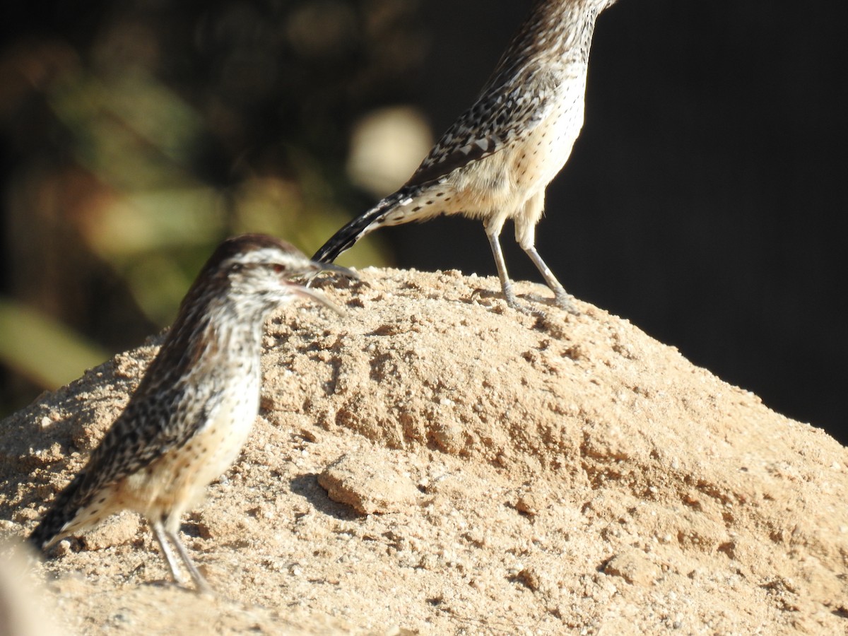 Cactus Wren - ML624016877