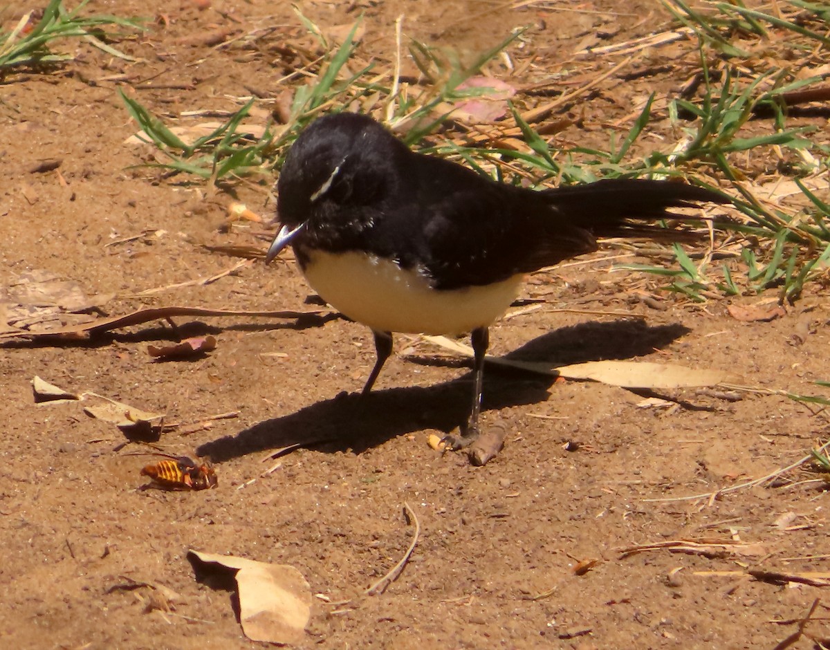 Willie-wagtail - ML624016879