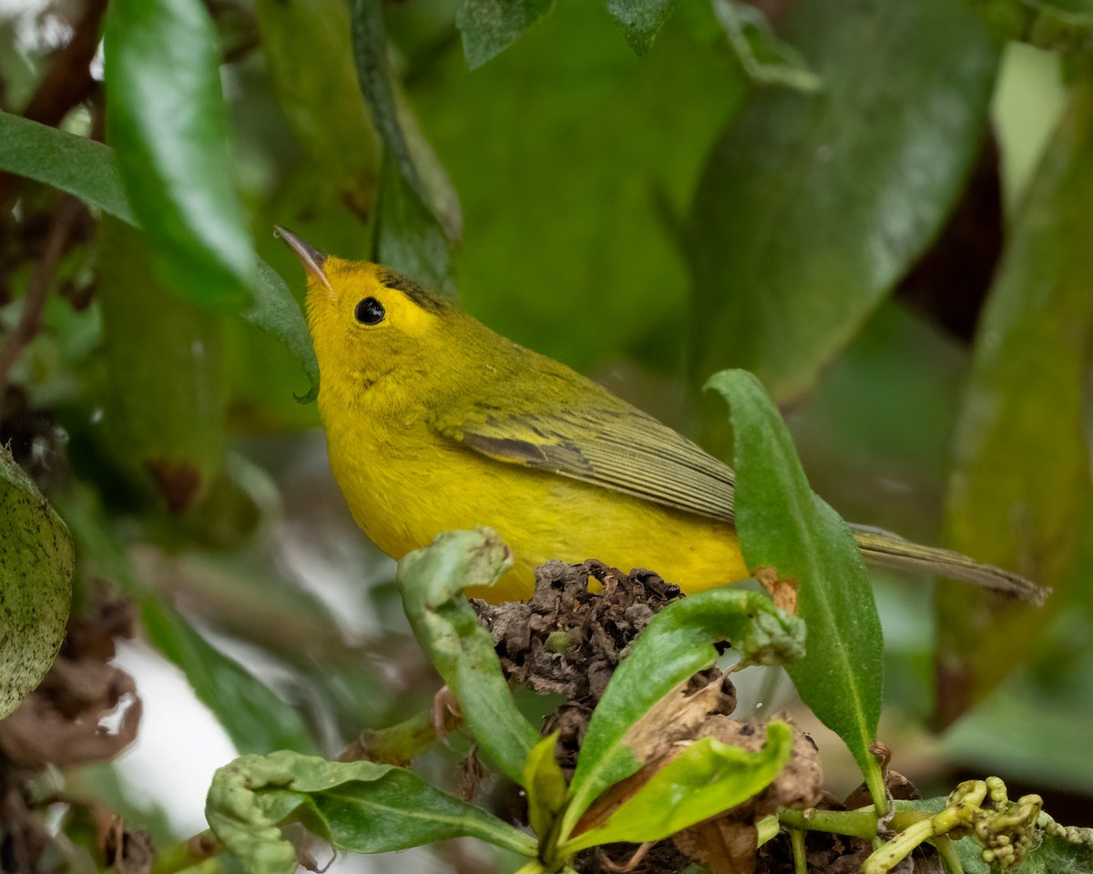 Wilson's Warbler - ML624016880