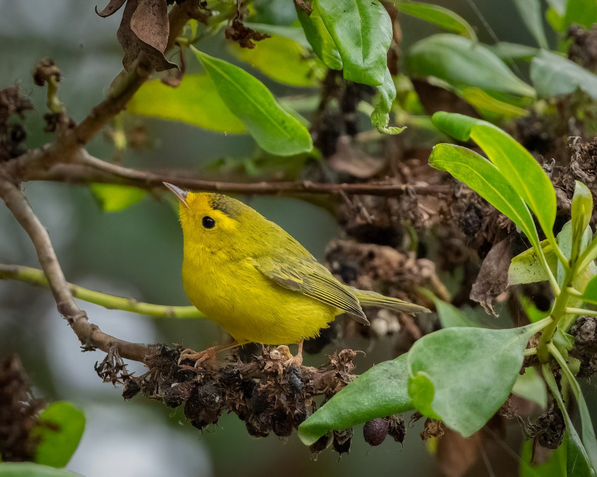 Wilson's Warbler - ML624016881