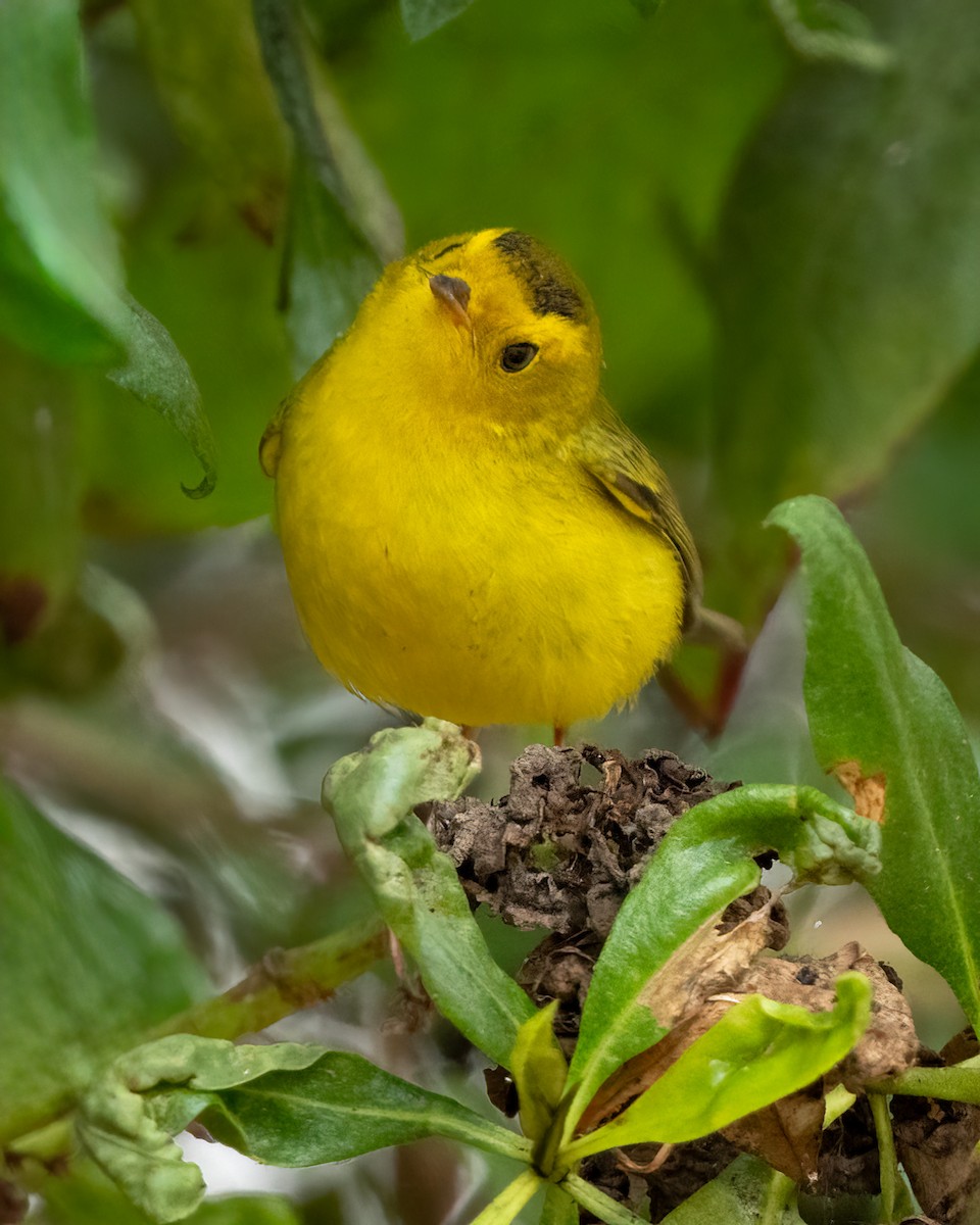 Wilson's Warbler - ML624016882