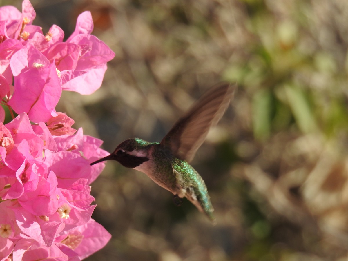 Anna's Hummingbird - ML624016883