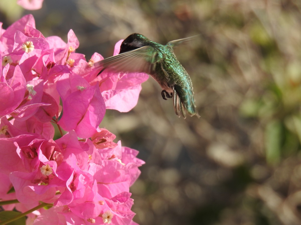 Anna's Hummingbird - ML624016884