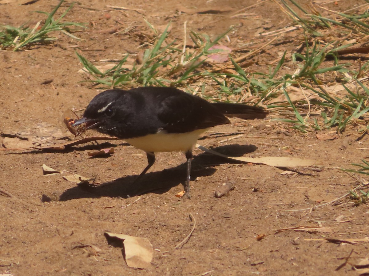 Willie-wagtail - ML624016885