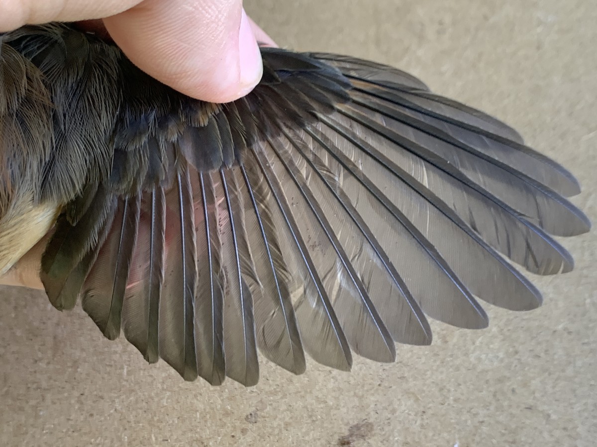 Micronesian Rufous Fantail - Mietron Shahbodaghloo