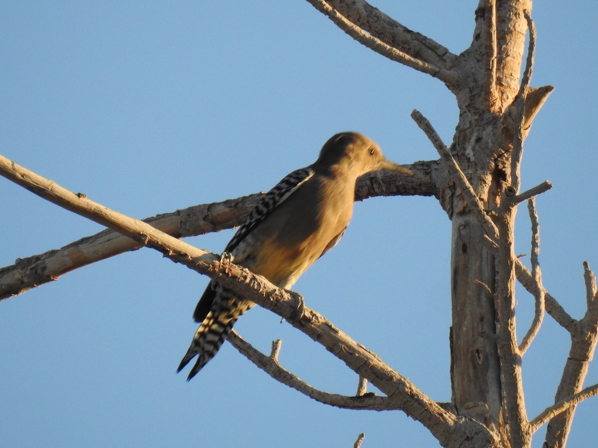 Gila Woodpecker - ML624016901