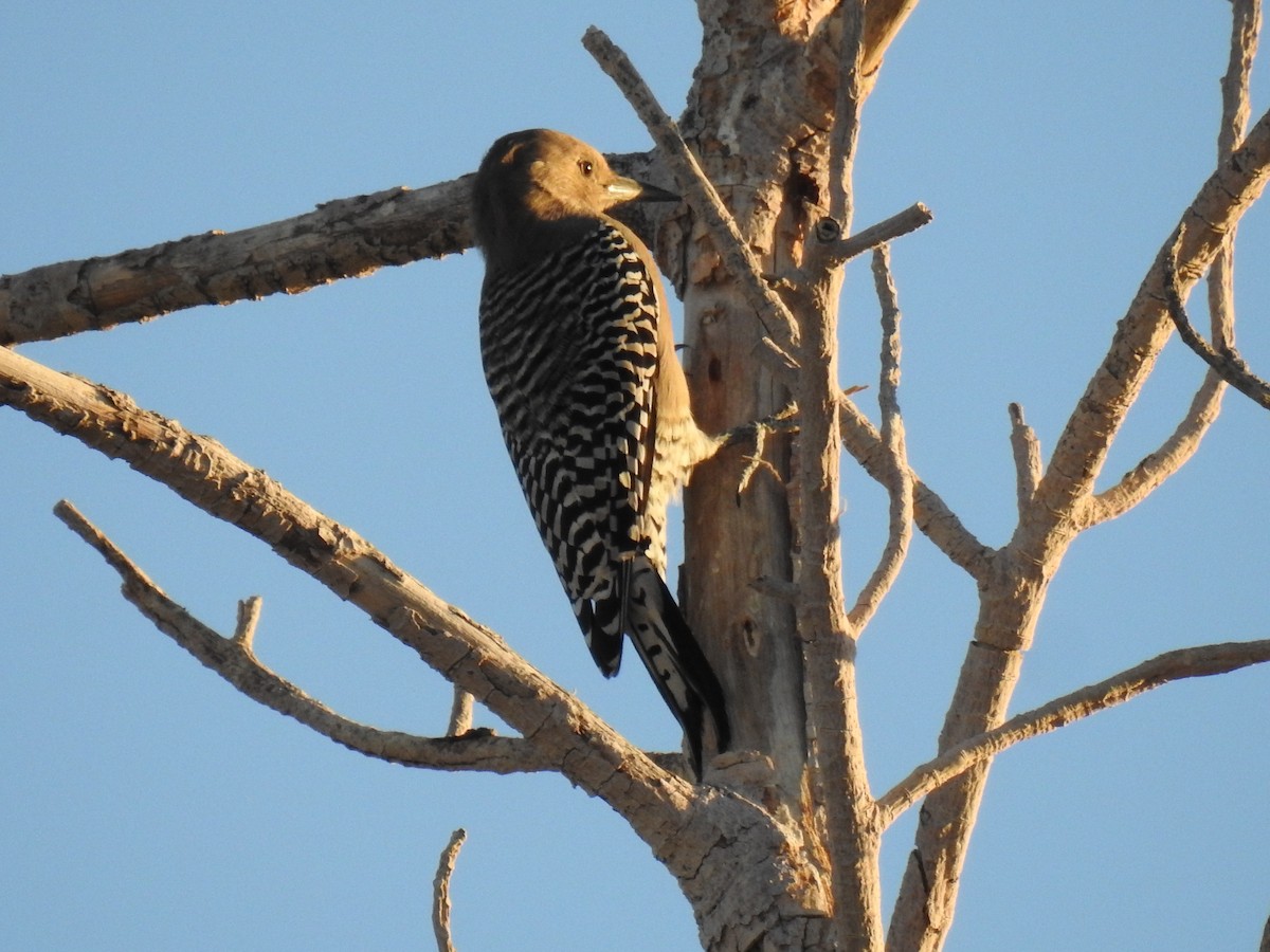 Gila Woodpecker - ML624016902