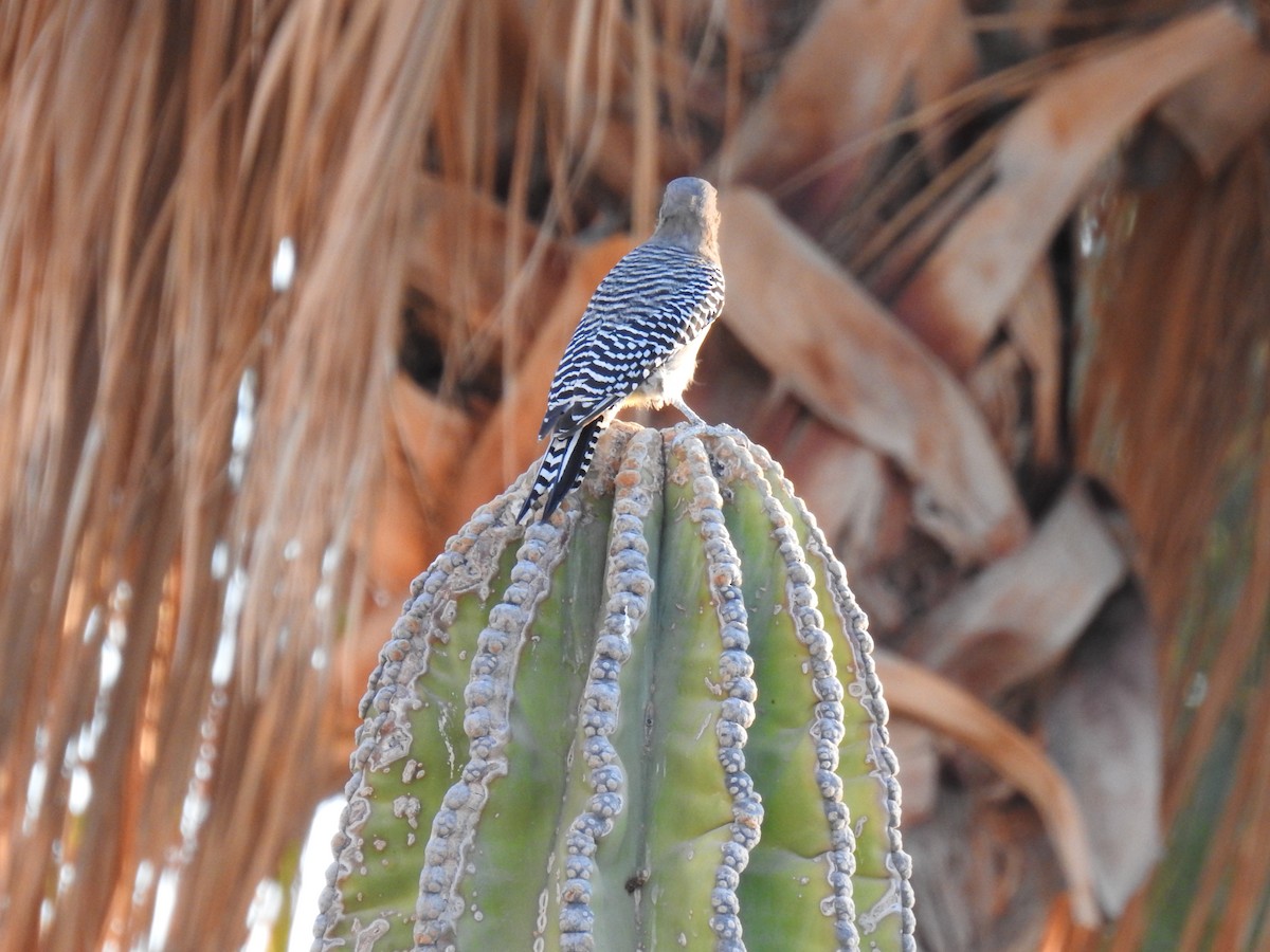 Gila Woodpecker - ML624016903