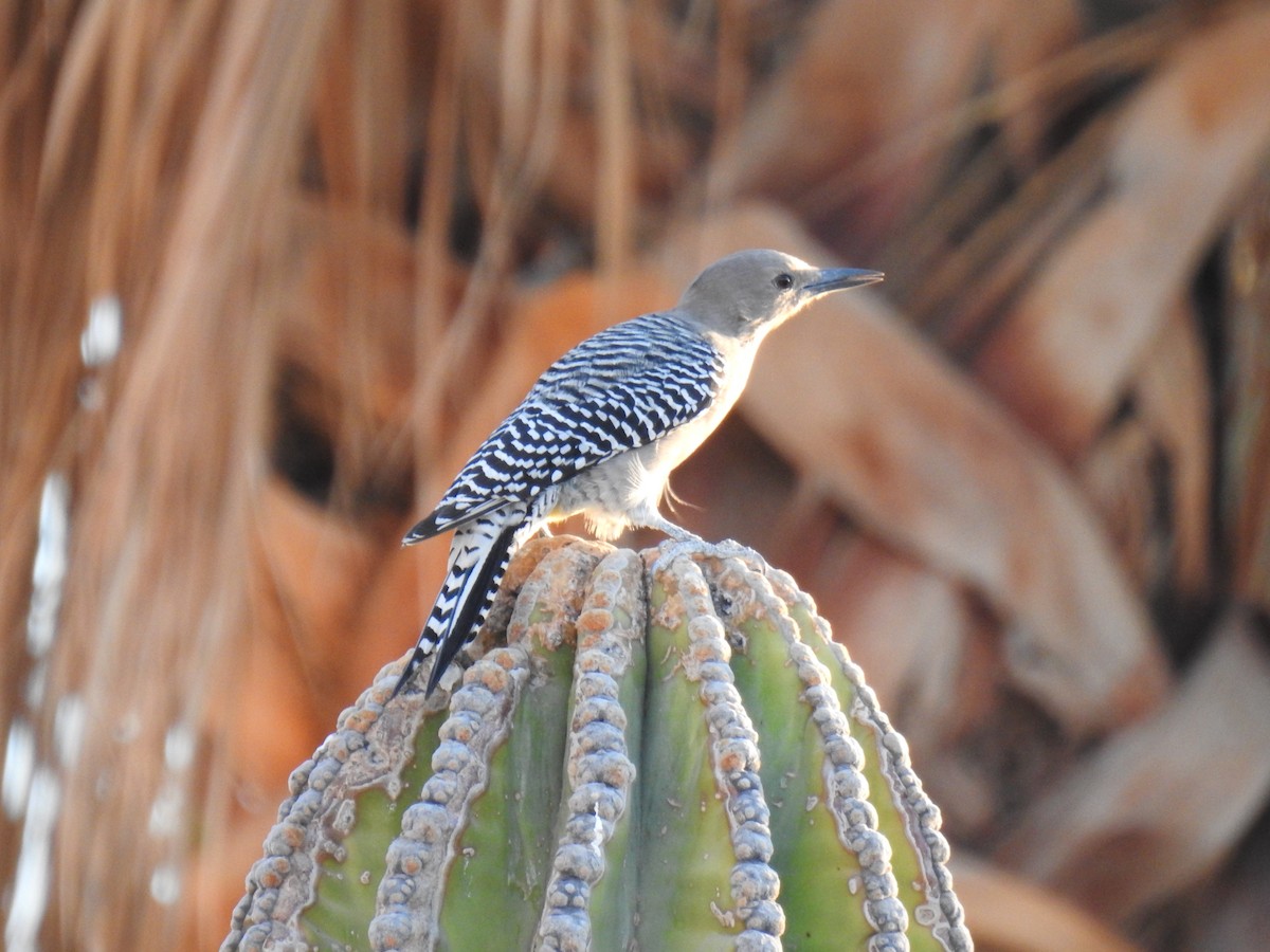 Gila Woodpecker - ML624016904