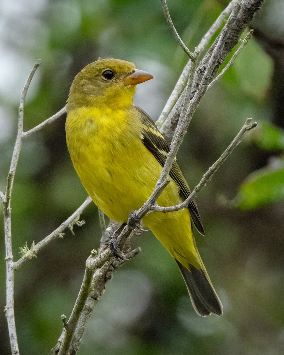 Western Tanager - ML624016907