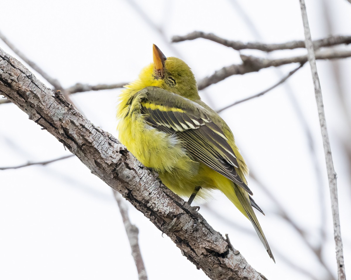 Western Tanager - ML624016908