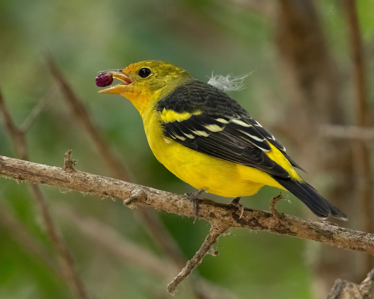 Western Tanager - ML624016909