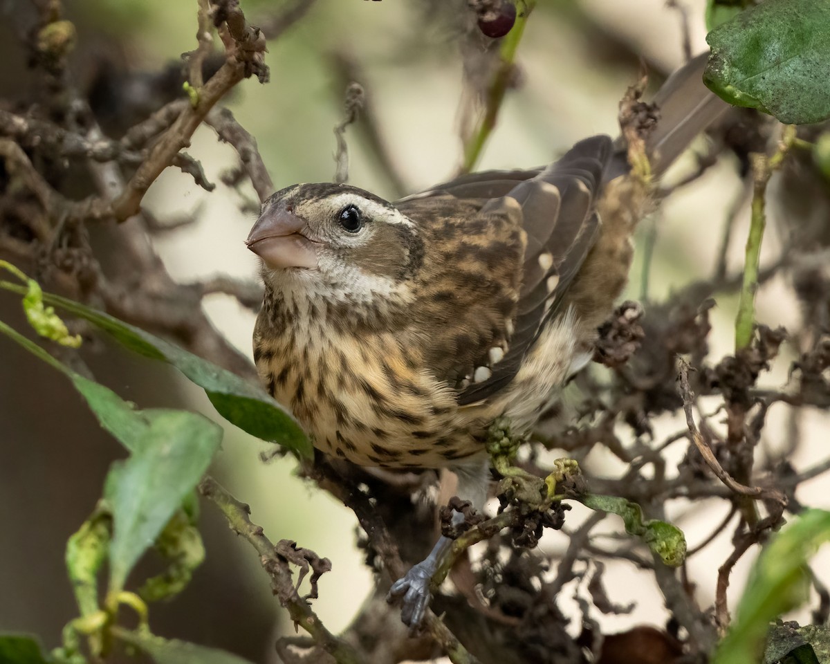 Black-headed Grosbeak - ML624016913