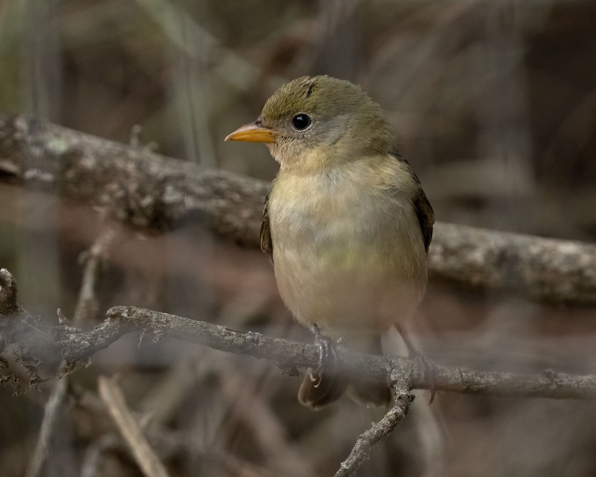 Western Tanager - ML624016914