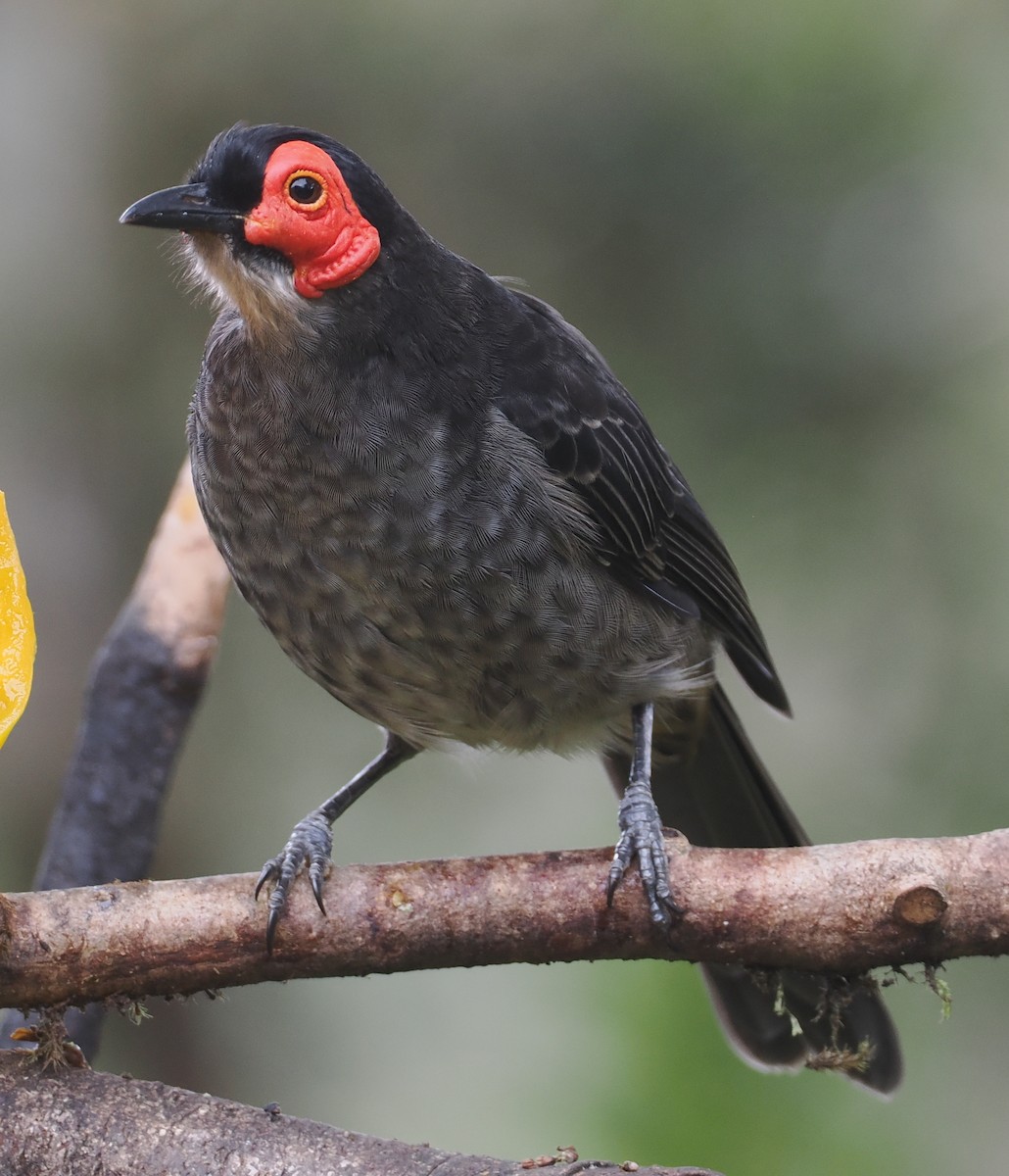 Smoky Honeyeater - ML624016924