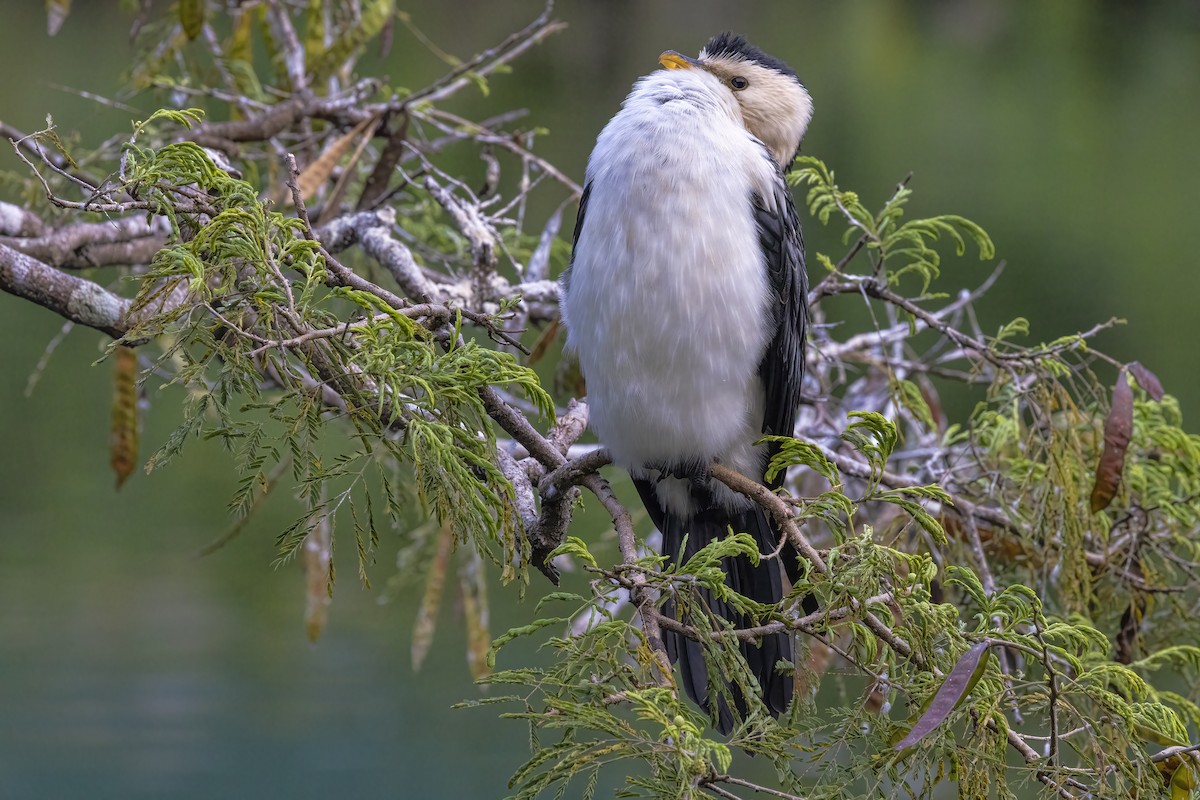 Little Pied Cormorant - ML624016937