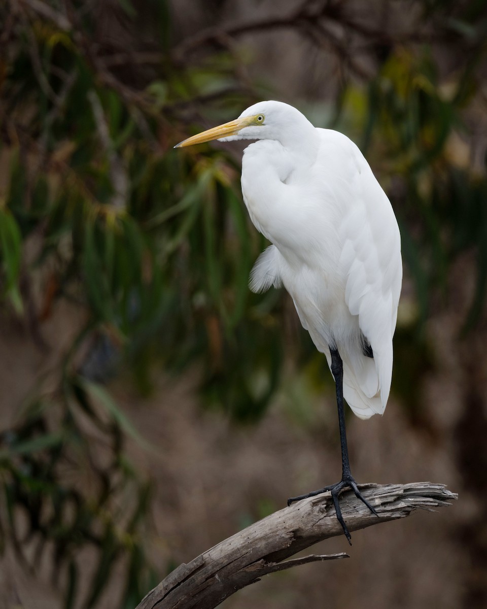 Great Egret - ML624016947