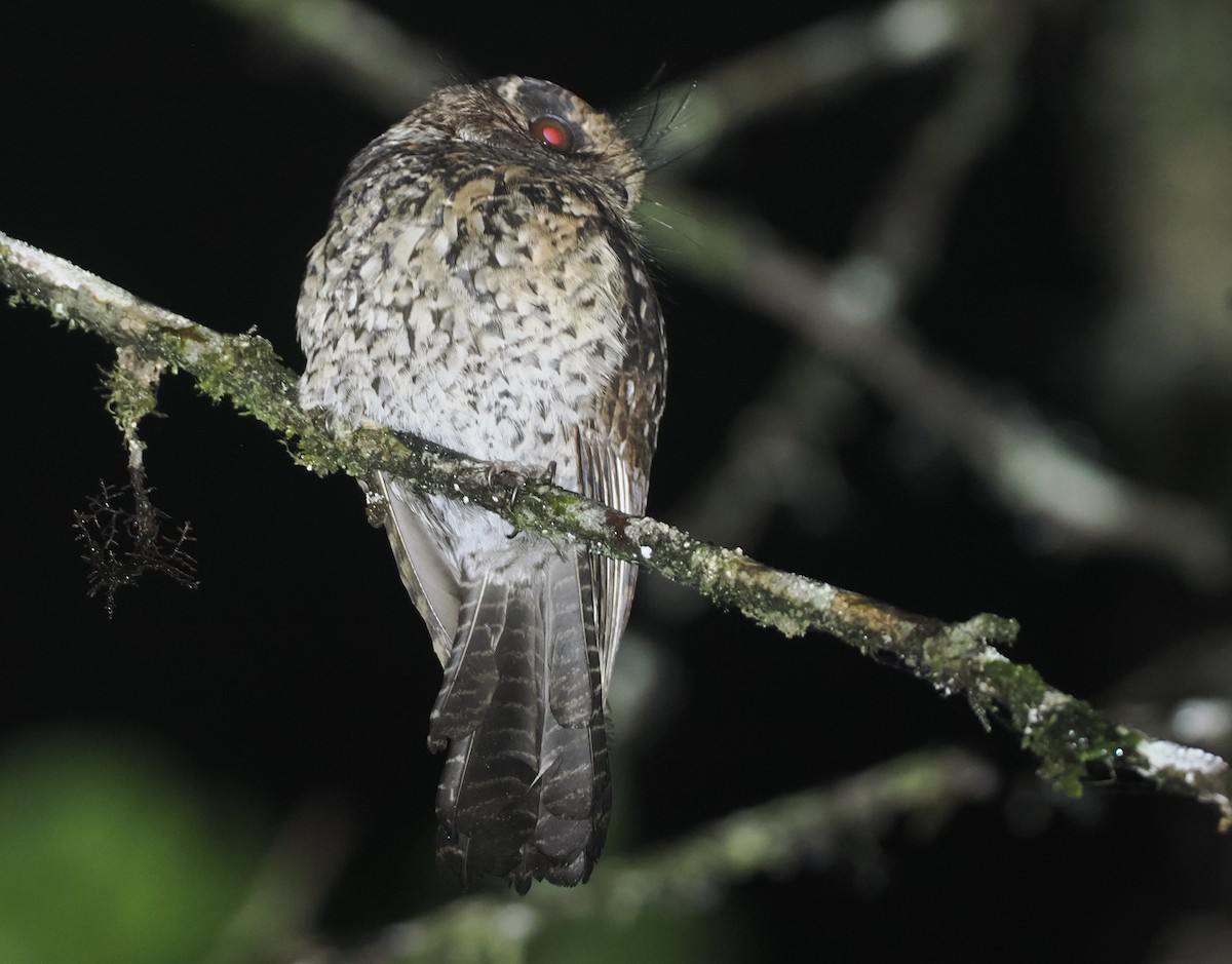 Mountain Owlet-nightjar - ML624016952