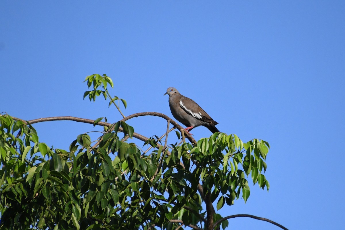 White-winged Dove - ML624016953