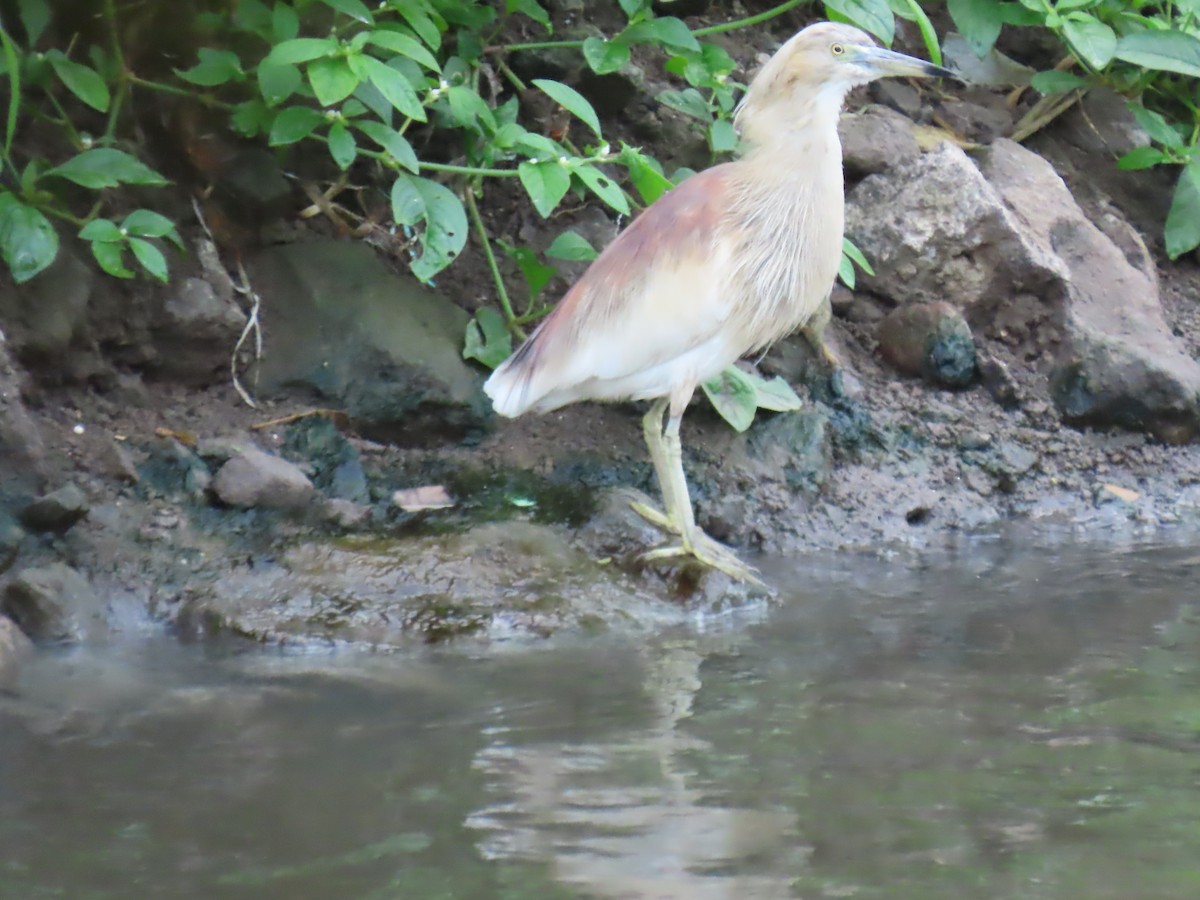 Indian Pond-Heron - ML624016955