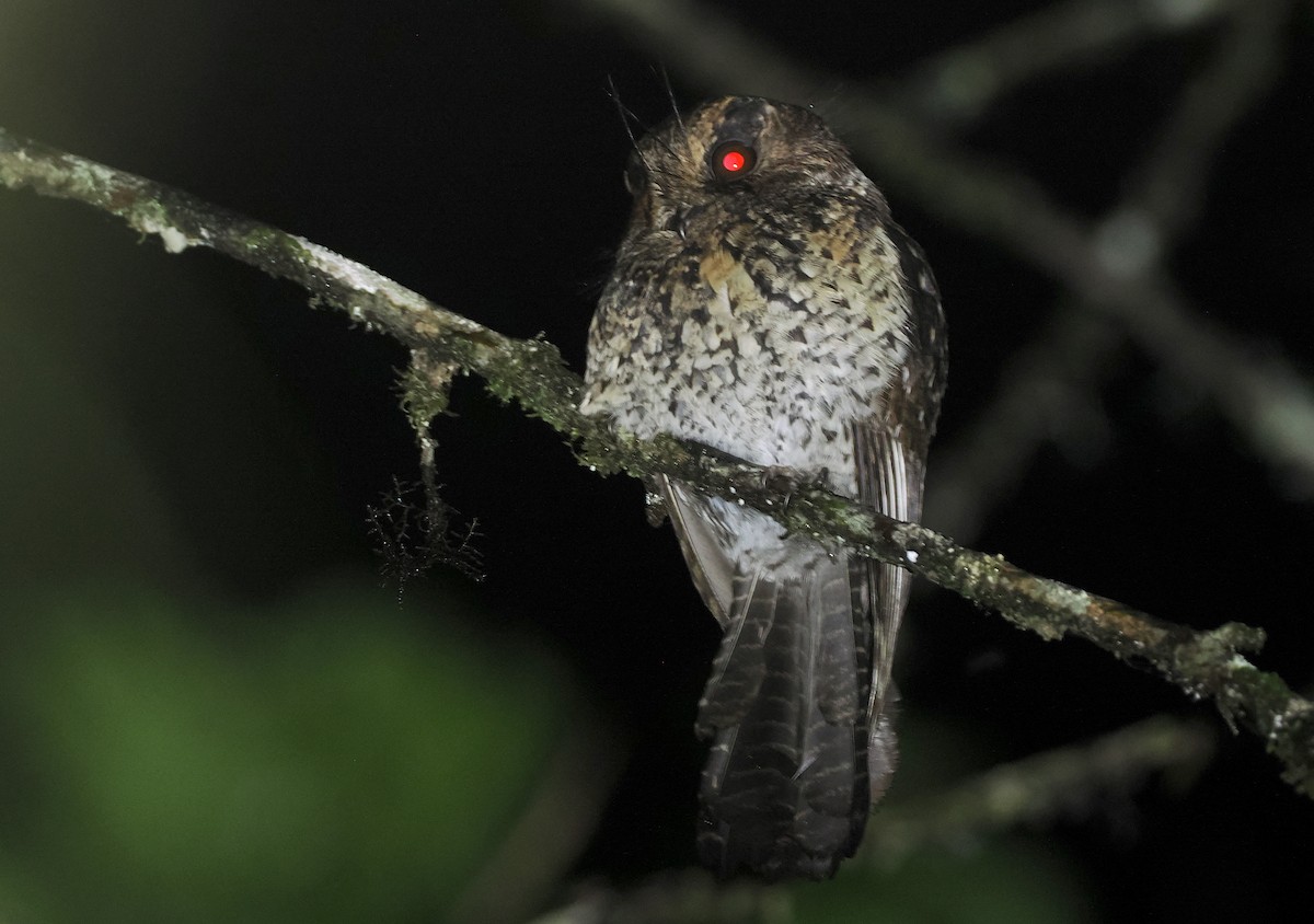 Mountain Owlet-nightjar - ML624016958