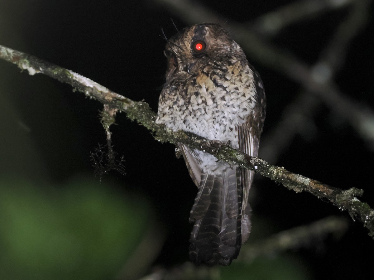 Mountain Owlet-nightjar - ML624016973