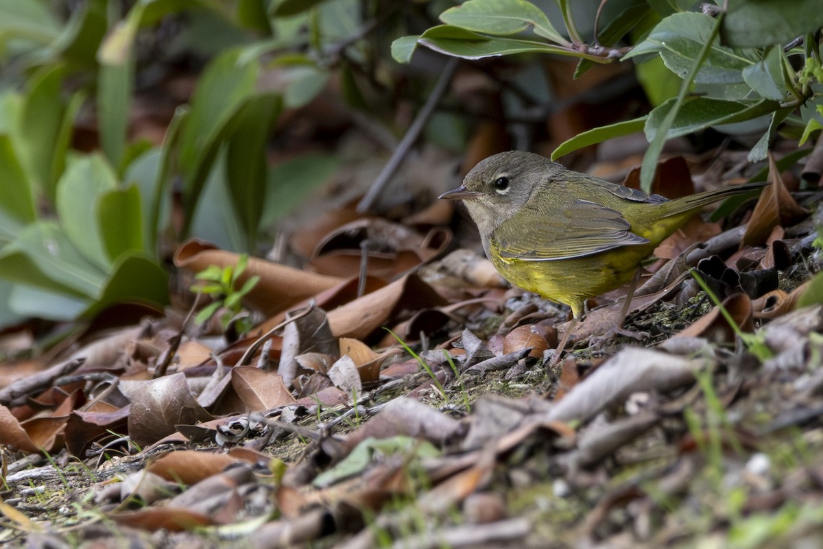 MacGillivray's Warbler - ML624016974