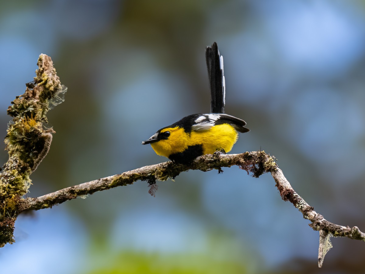 Black-breasted Boatbill - ML624016975