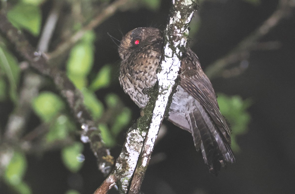 Mountain Owlet-nightjar - ML624016976