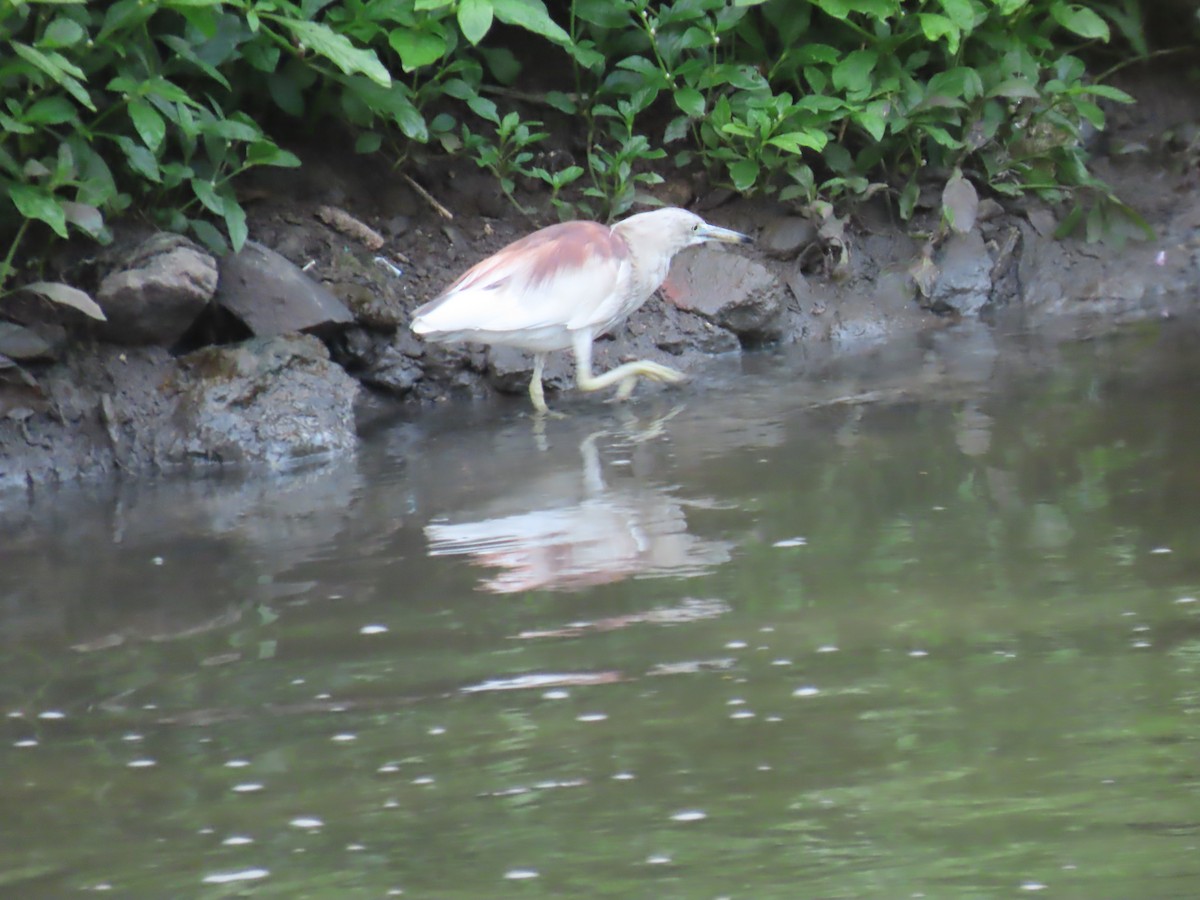 Indian Pond-Heron - ML624016981