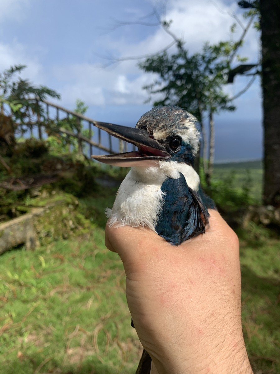 Mariana Kingfisher - ML624016983