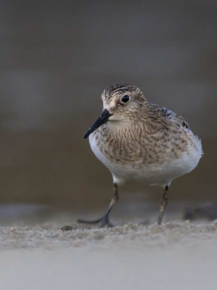 Baird's Sandpiper - Braxton Landsman