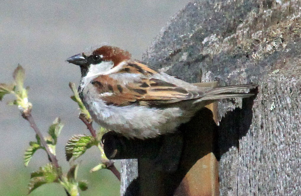 House Sparrow - ML624016989