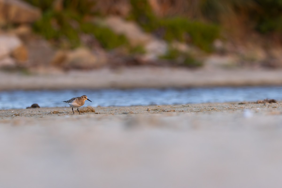 Baird's Sandpiper - ML624016992