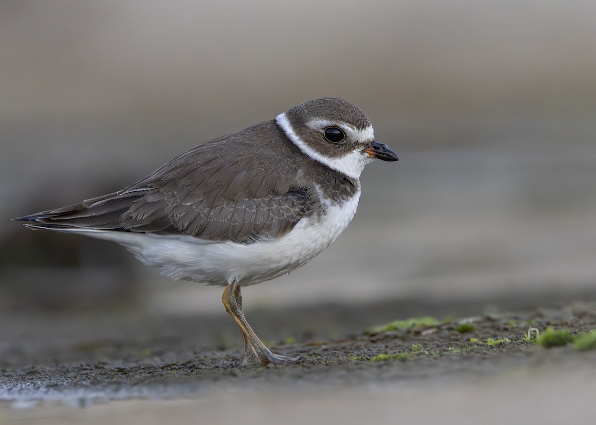 Semipalmated Plover - ML624017006