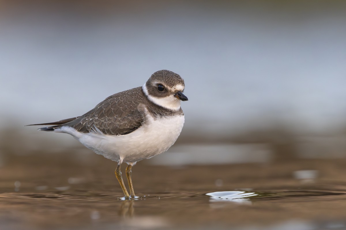 Semipalmated Plover - ML624017007