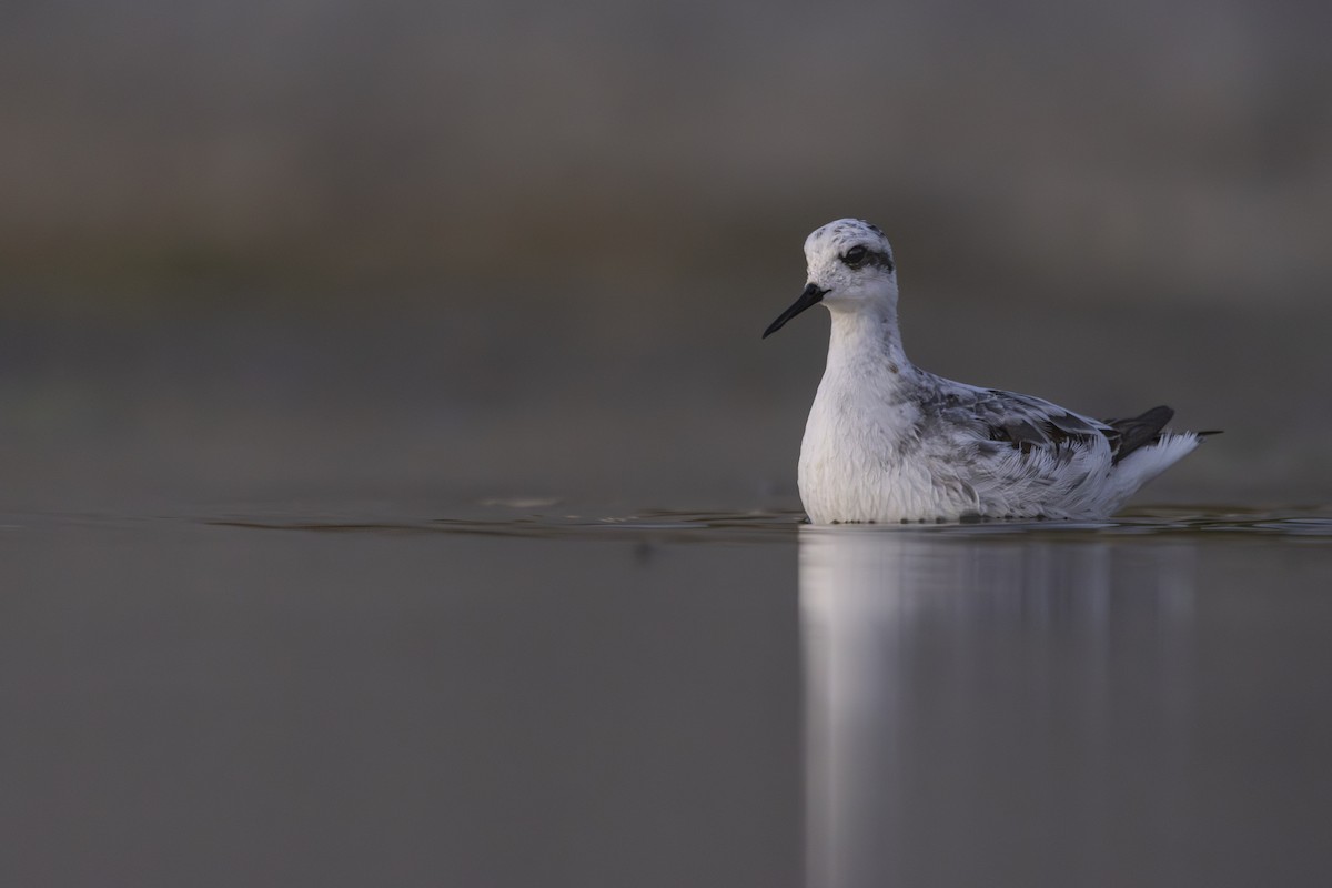 Red-necked Phalarope - ML624017008