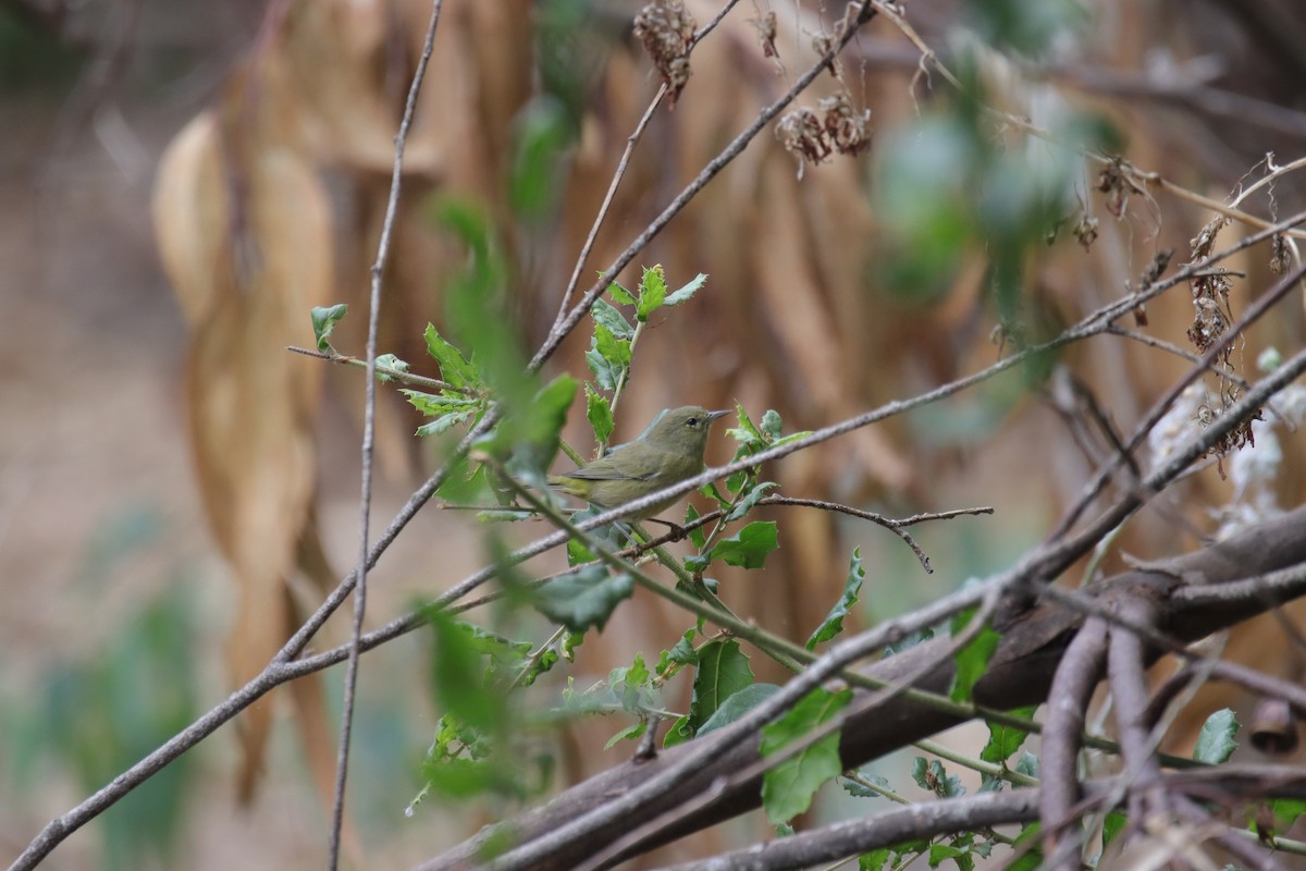 Orange-crowned Warbler - ML624017015