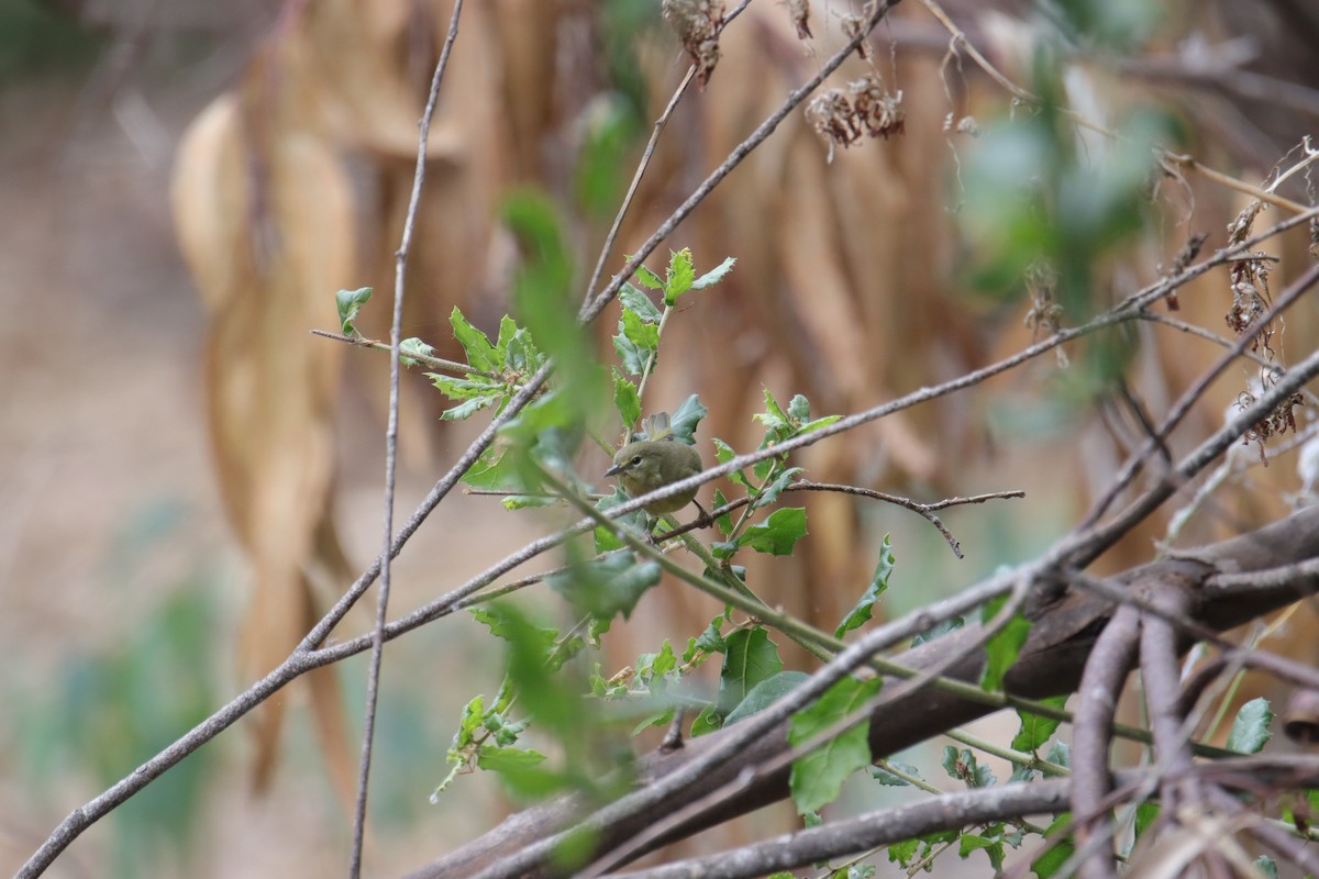 Orange-crowned Warbler - ML624017019