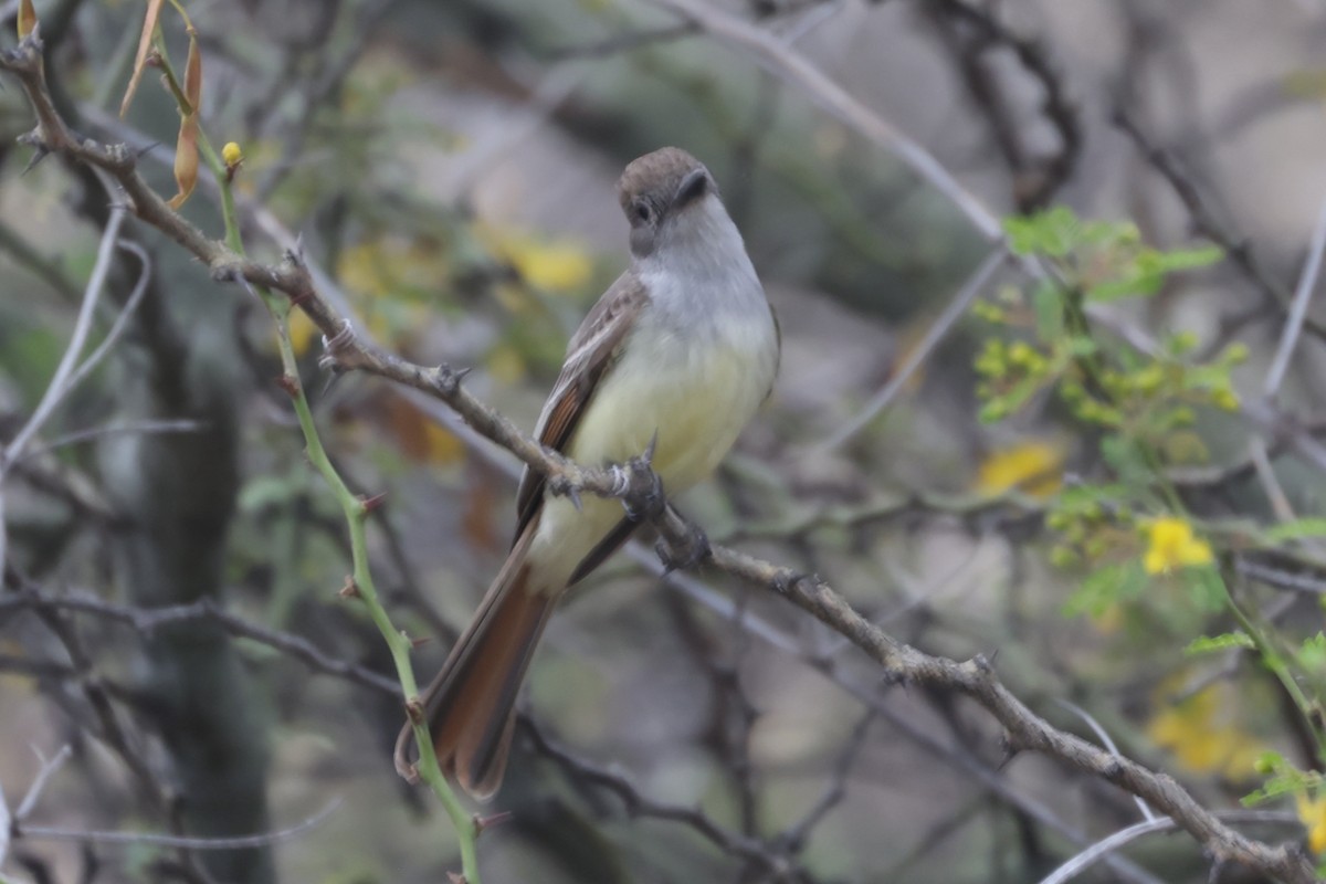 Brown-crested Flycatcher - ML624017024