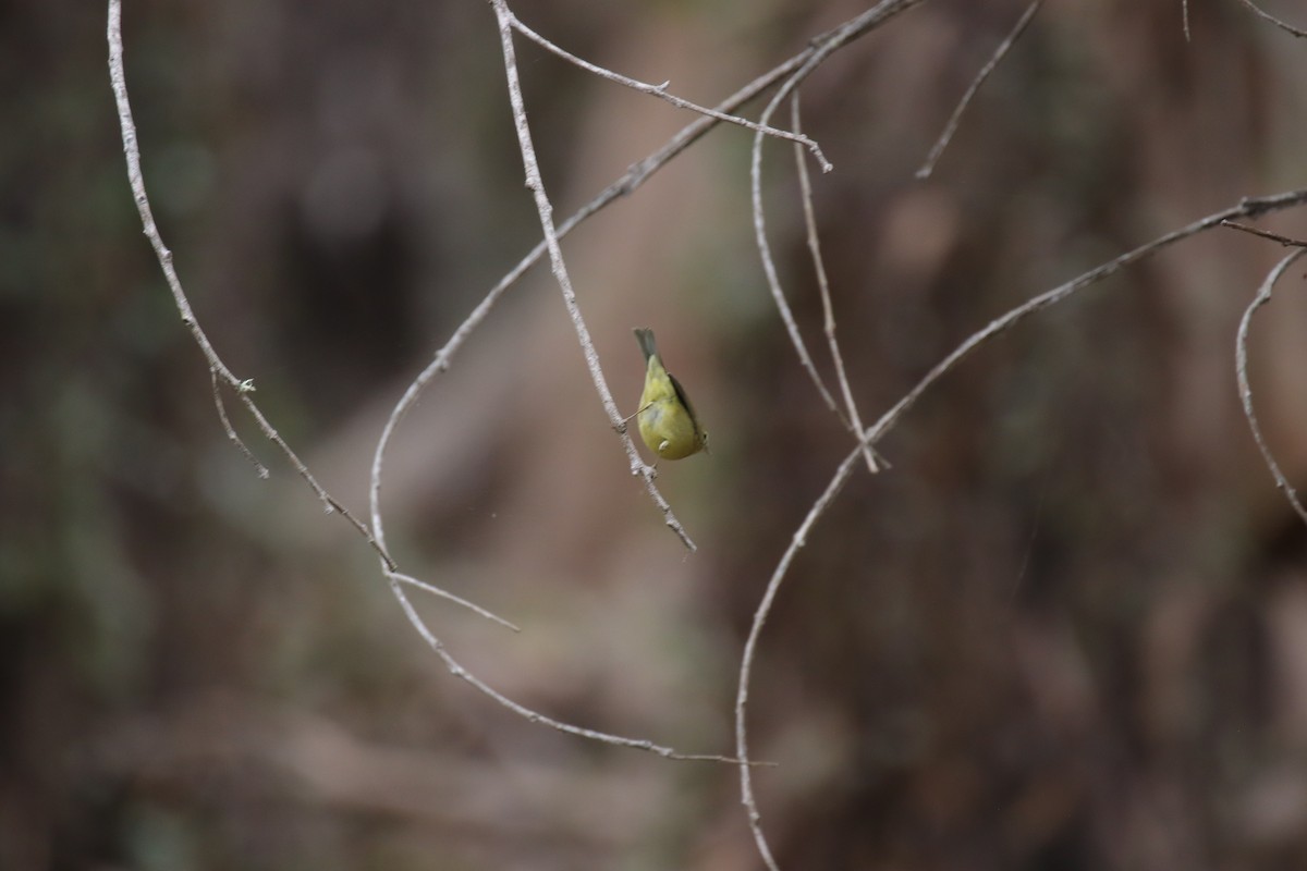 Orange-crowned Warbler - ML624017025