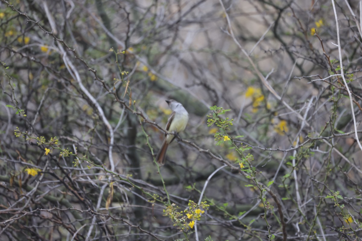 Brown-crested Flycatcher - ML624017026