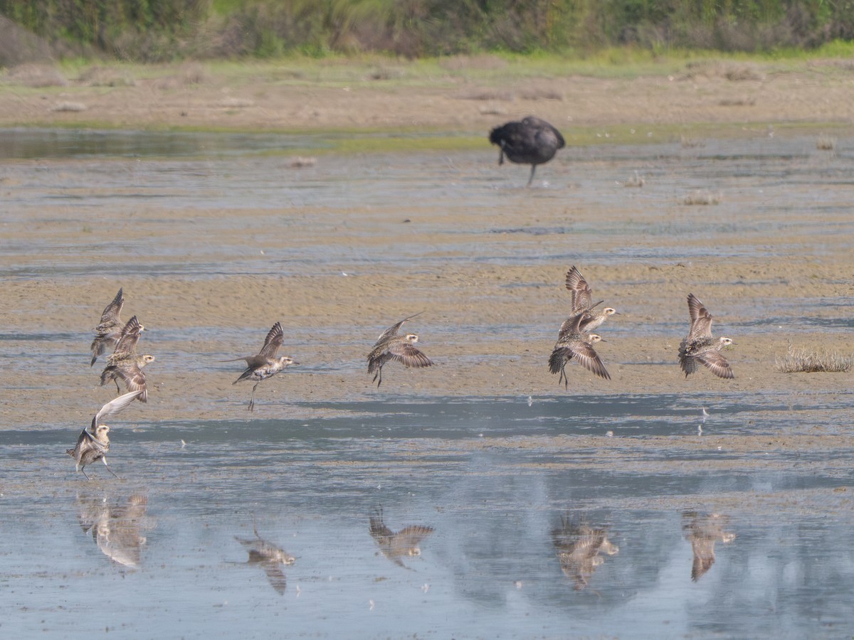 Pacific Golden-Plover - Mike Bickerdike