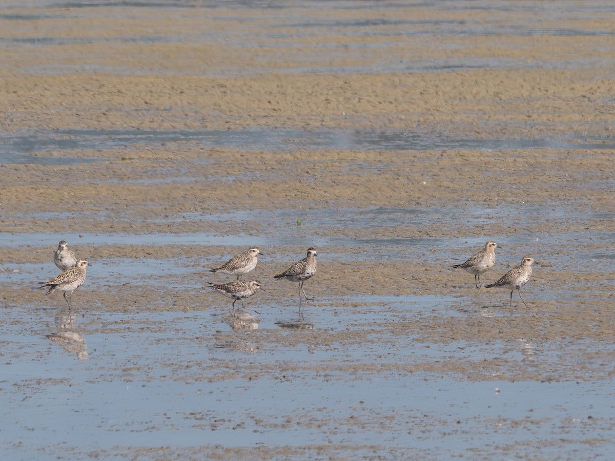 Pacific Golden-Plover - ML624017039