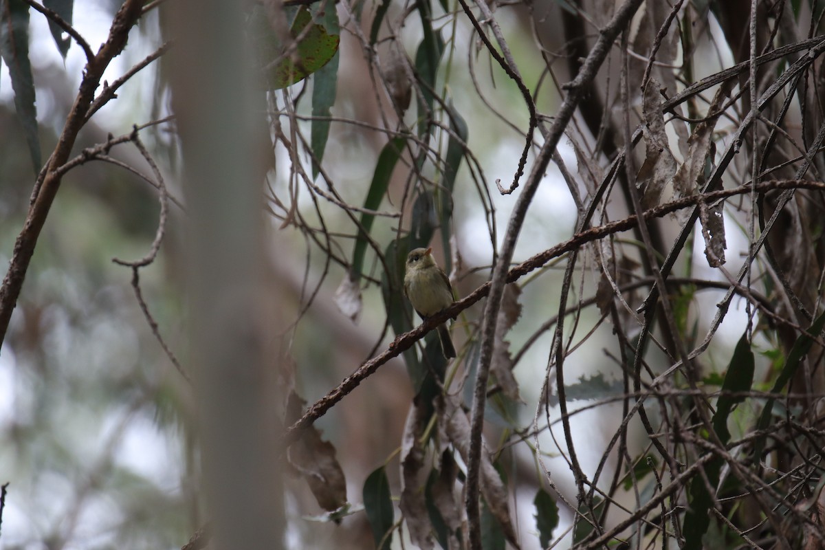 Western Flycatcher - ML624017040