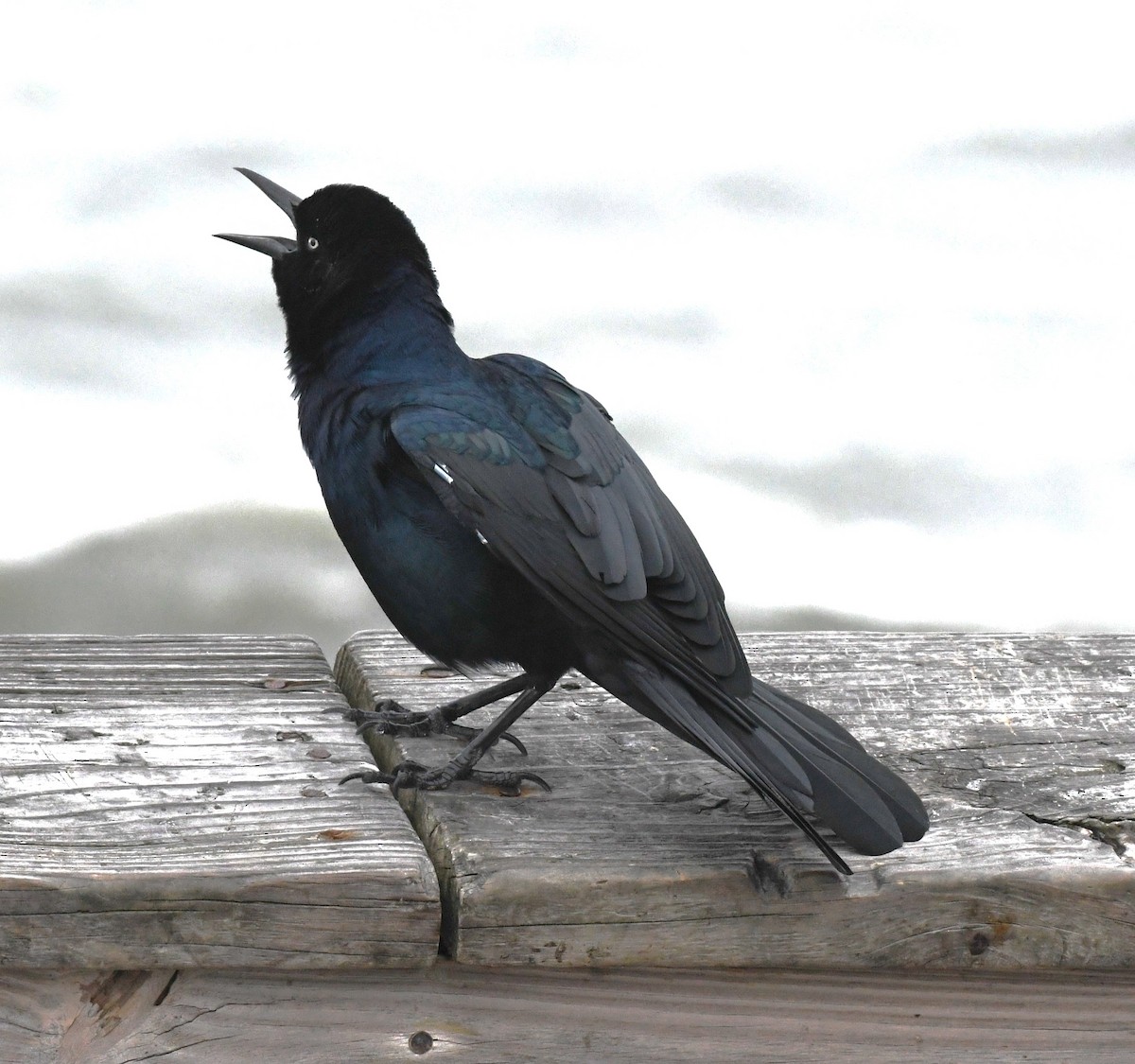 Boat-tailed Grackle - ML624017049