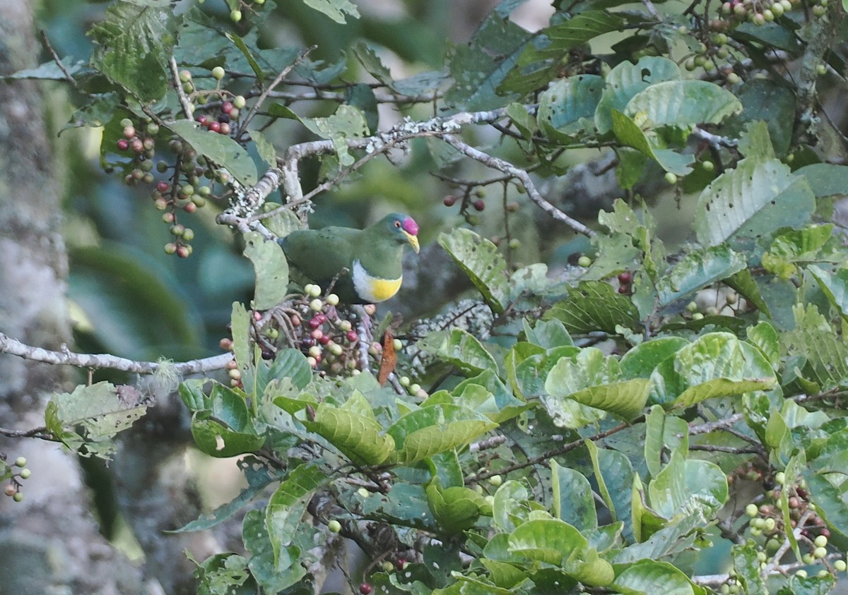 White-breasted Fruit-Dove - ML624017051