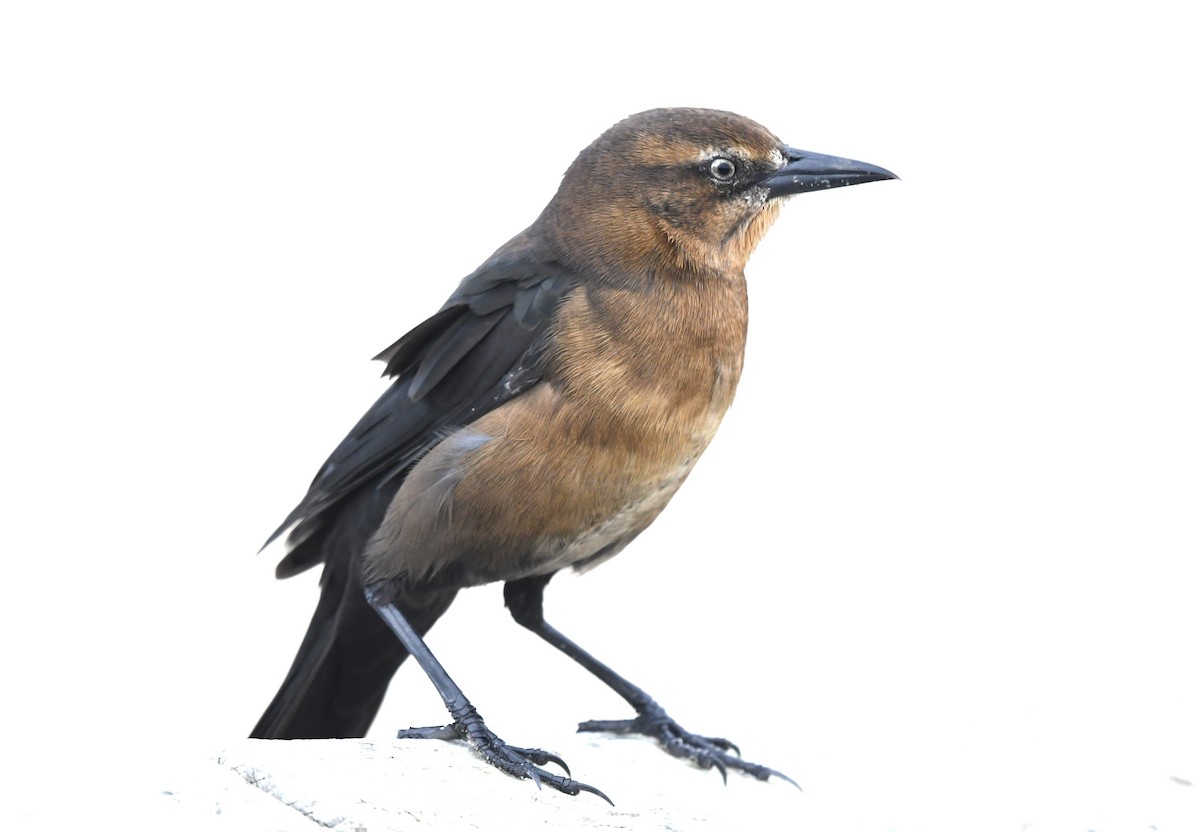 Boat-tailed Grackle - ML624017053