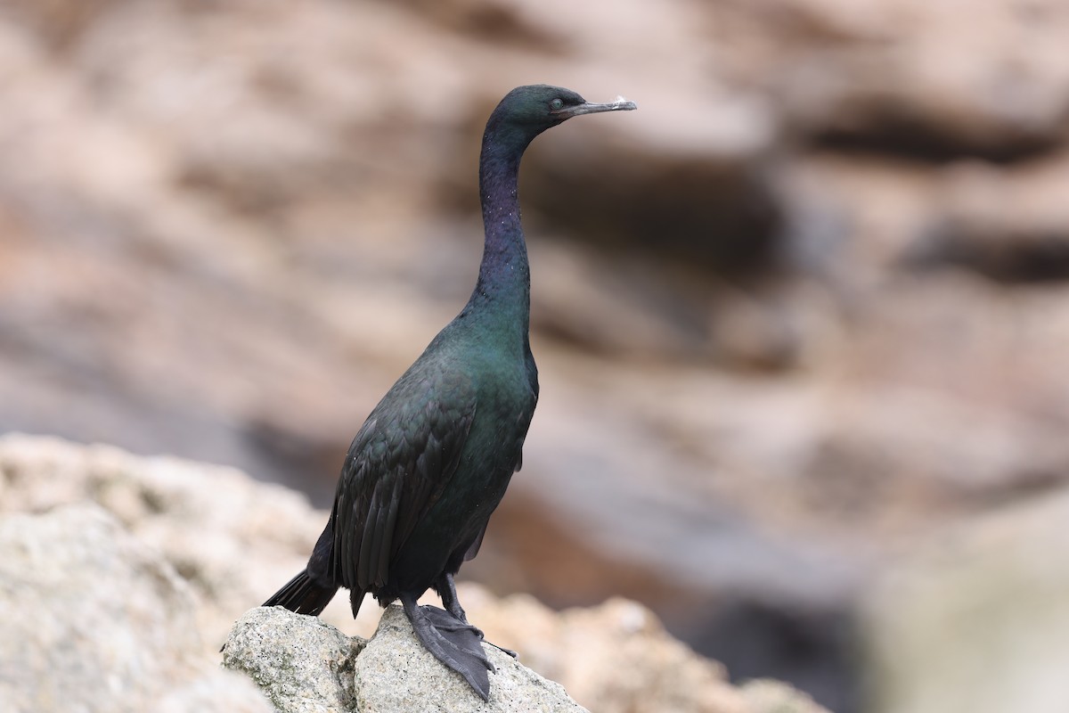 Pelagic Cormorant - Adrian Hinkle