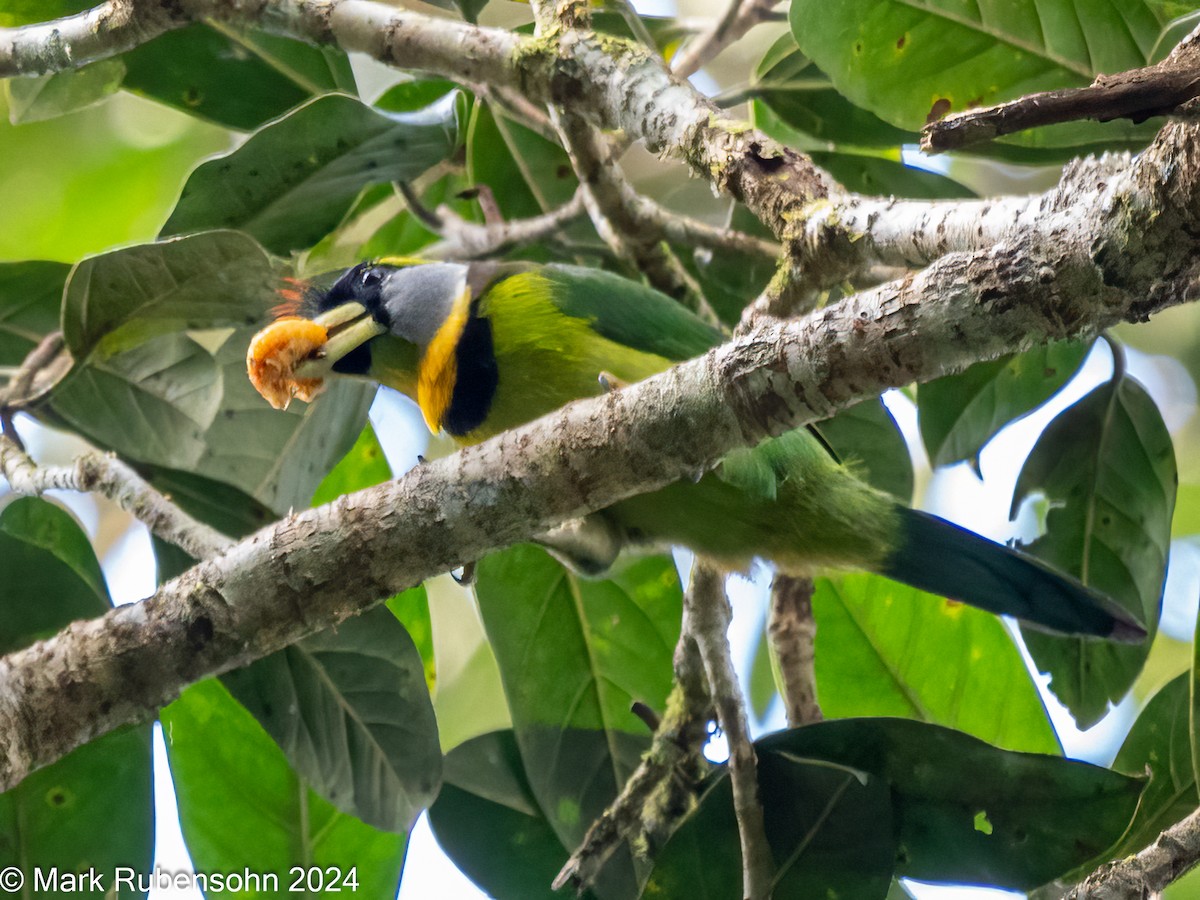 Fire-tufted Barbet - Mark Rubensohn